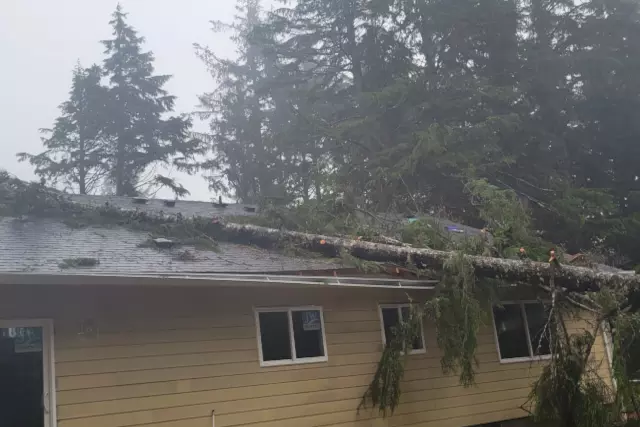 Storm Damaged Trees